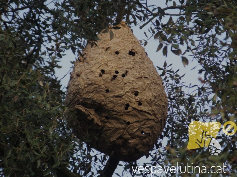 Retiran un nido de avispa asiática en el monte de Ambel, el